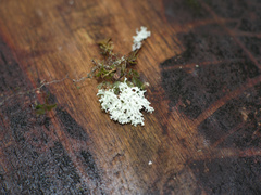 Roccellinastrum neglectum