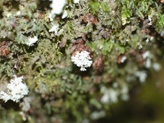 Roccellinastrum neglectum