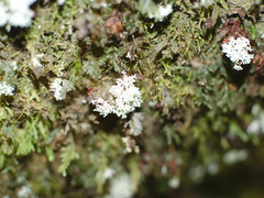 Roccellinastrum neglectum