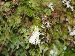 Roccellinastrum neglectum
