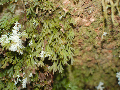 Roccellinastrum neglectum