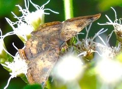 Riodinidae