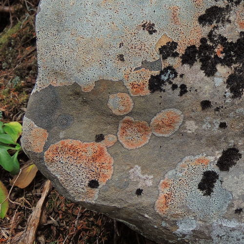 Orange Boulder Lichen