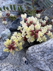 Astragalus douglasii douglasii