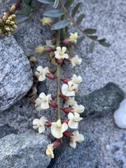 Astragalus douglasii douglasii