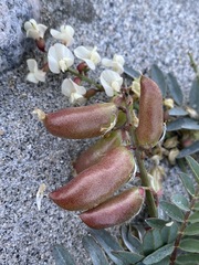 Astragalus douglasii douglasii
