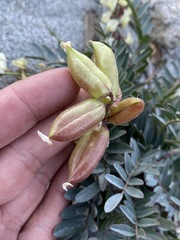 Astragalus douglasii douglasii