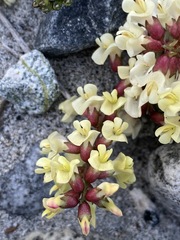 Astragalus douglasii douglasii