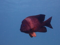Bumphead Damselfish photo 4