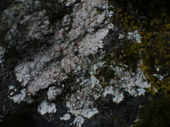 Placopsis rhodophthalma