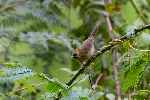 Black-chinned Babbler (Cyanoderma pyrrhops), photo 9