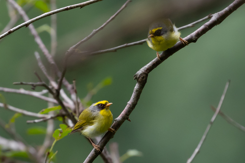 Black-faced Warbler (Abroscopus schisticeps)
