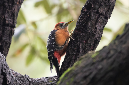 Rufous-bellied Woodpecker (Dendrocopos hyperythrus), photo 10