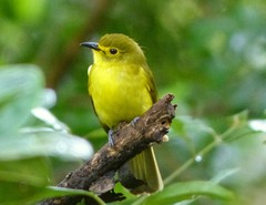 Iole indica