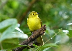 Iole indica