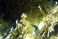 Canthigaster margaritata