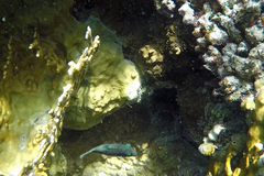 Canthigaster margaritata