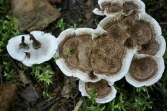 Phellodon tomentosus