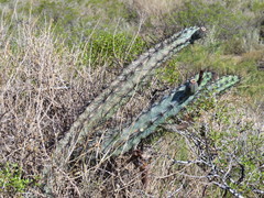 Cereus aethiops
