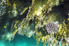 Canthigaster margaritata