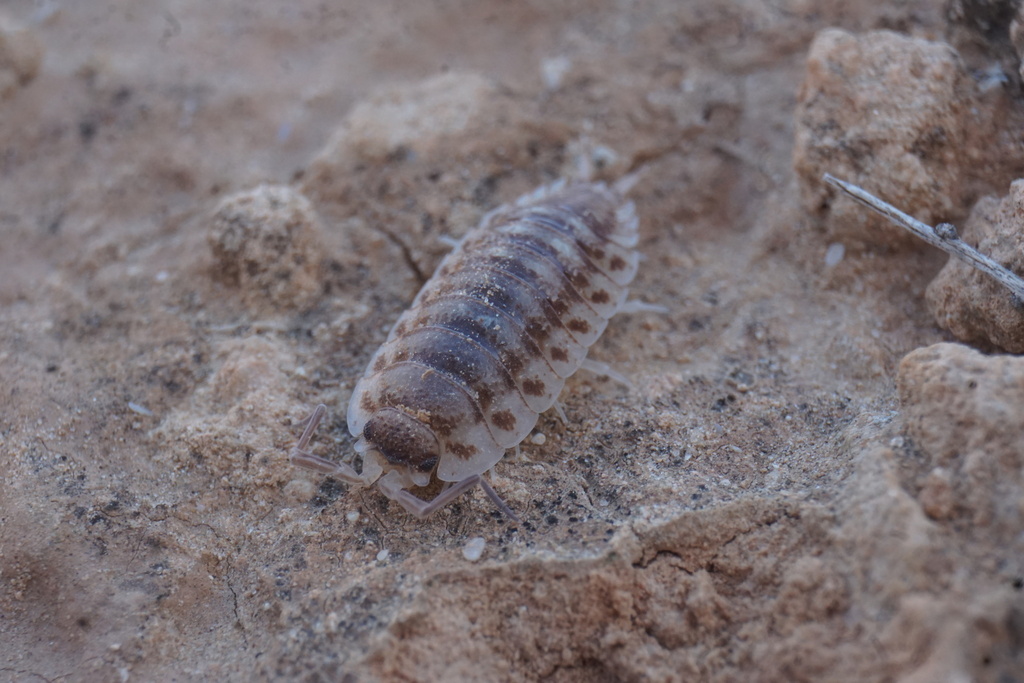 Porcellio buddelundi