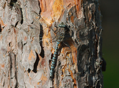 Aeshna caerulea