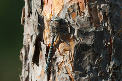 Aeshna caerulea