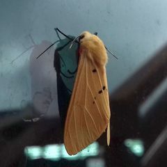 Spilosoma eldorado