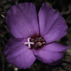 Clarkia rubicunda