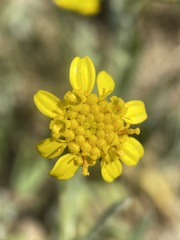 Monolopia stricta
