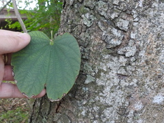 Bauhinia variegata