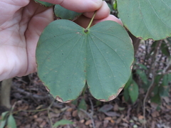 Bauhinia variegata