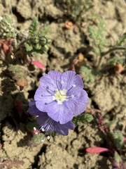 Phacelia ciliata ciliata