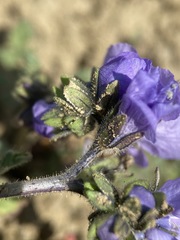 Phacelia ciliata ciliata