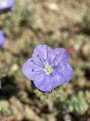 Phacelia ciliata ciliata