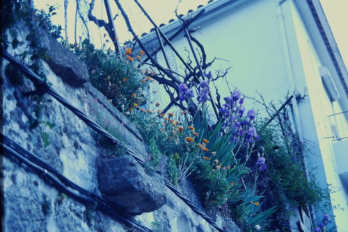 Calendula officinalis