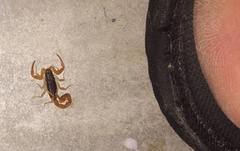 Centruroides ochraceus