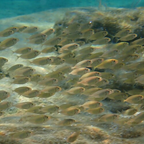 Siganus rivulatus