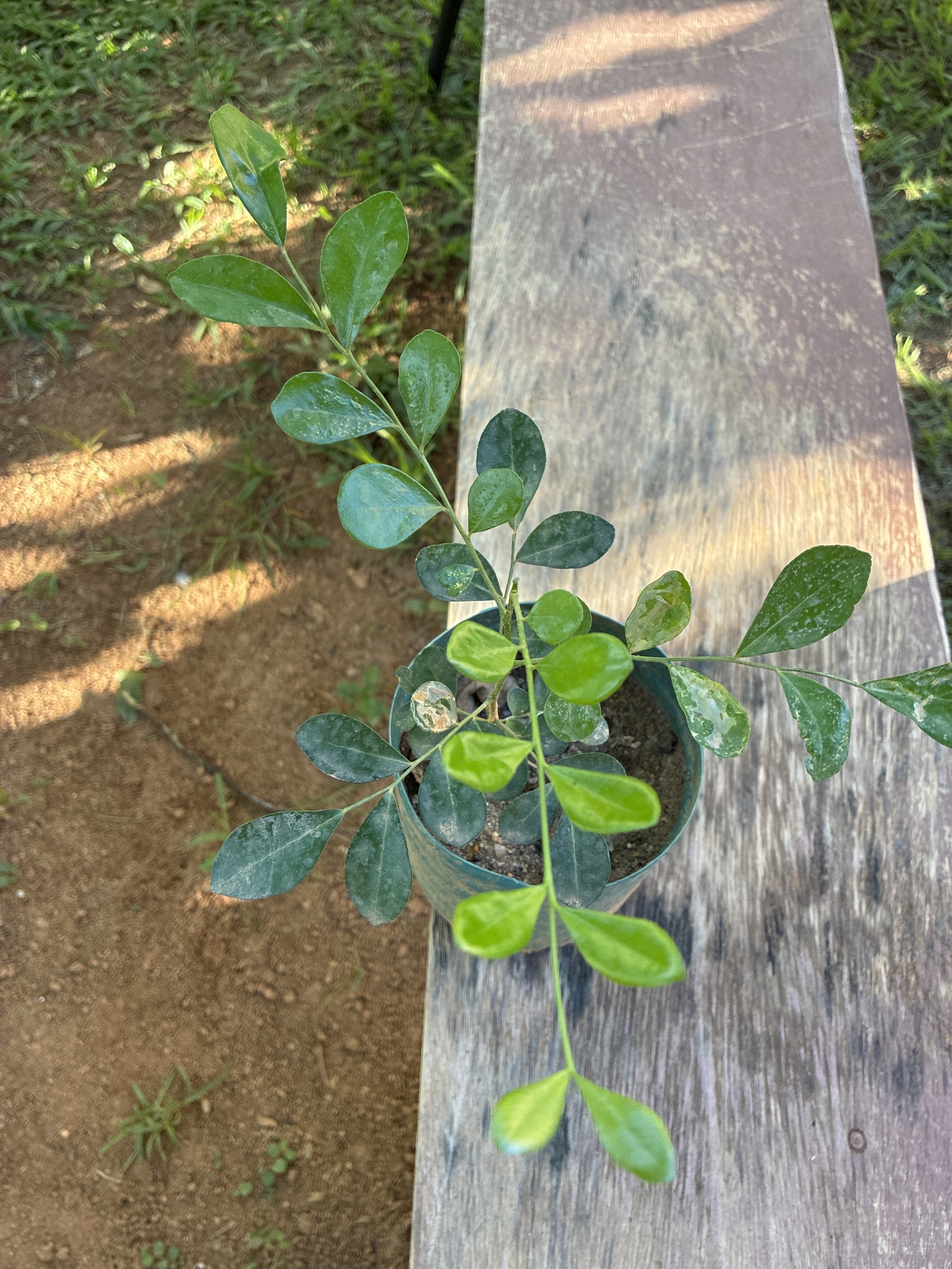Murraya paniculata