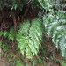 Cyathea podophylla - Photo (c) 石川 Shihchuan, alguns direitos reservados (CC BY-SA)