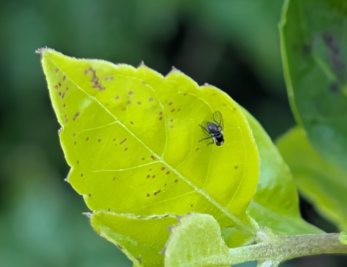 Unknown species found near Bay Lake, FL, USA
