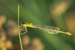 Ischnura elegans