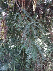 Sophora cassioides