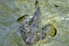 Ogcocephalus cubifrons