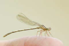 Platycnemis pennipes