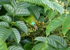 Psilopogon flavifrons