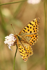 Issoria lathonia