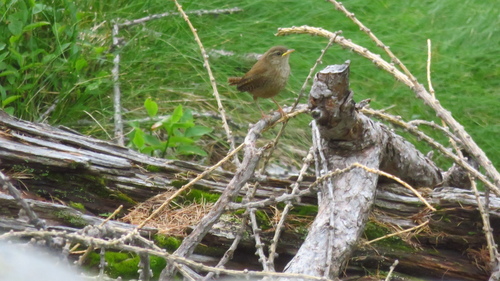 Troglodyte mignon, jeune