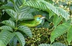 Psilopogon flavifrons