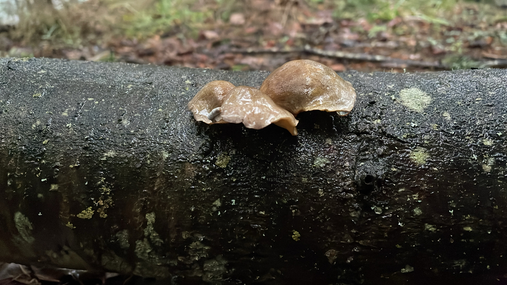 Sarcomyxa serotina · December 2025 · photo: © corvi (iNaturalist, cc-by)